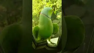 Parrot video||Bird video||Rose ringed Parakeet||