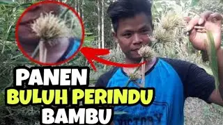 PANEN BULU PERINDU bambu