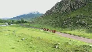 Cows in the fields by drone