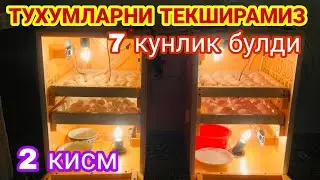 Тухумларни ривожланишини куринг | Joja ochib chiqadimi?