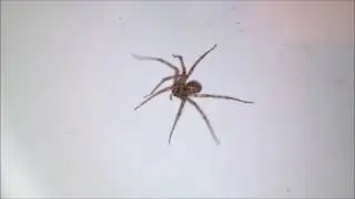 Aranha  presa no lava-mãos - big spider