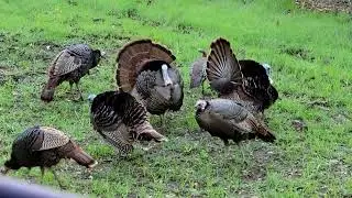 Missouri Turkey Hunting Opening Day 2023 - covered up in jakes!