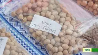 ПЕРСПЕКТИВИ ВИРОЩУВАННЯ БОБОВИХ КУЛЬТУР