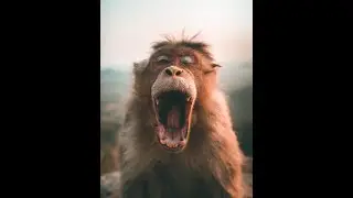 Приколы людей и животных 1