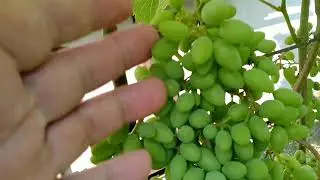 Розмноження винограду. Виноградна школка після спец.підкормки. Вирощуйте саджанці  легко і просто.