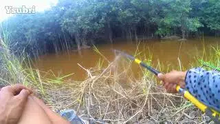 mancing ikan lais
