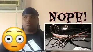 10 Nightmarish Animals you’ll be happy are extinct - REACTION