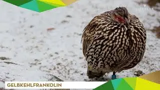 Gelbkehlfrankolin - Tierpark Gotha