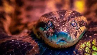 Anaconda Enigma: Uncoiling the Myths of the Jungle Titan