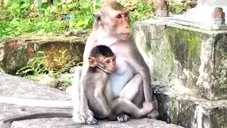 Very Sweet Little Monkey Drink Milk....Wild Monkey Alway Sit On The Way Waiting Food