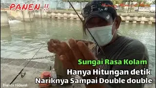 INI SUNGAI APA KOLAM IKAN YA!! Hanya dalam hitungan detik lempar langsung di sambar