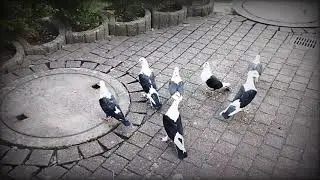 Бакинские голуби Чапы