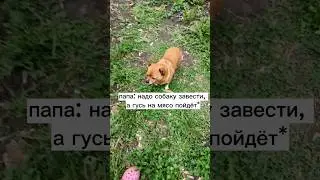А гусь неплох, ахаха | меня больше в тг канале: mariagroooo #собака #гусь #животные #shorts #жиза