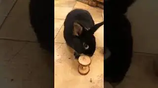 рассказываем про игрушки для кроликов 🐰❤️  