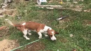 What's he looking for? (Sam the basset hound)