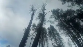 Коля пилит...