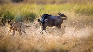 Animal world - Super lions: 8 lioness hunting support 12 cubs and two male lion - P1