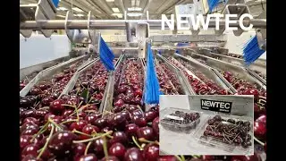 Newtec weighing and packing of cherries in square clamshell punnets (two samples)
