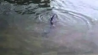 small creek fishing