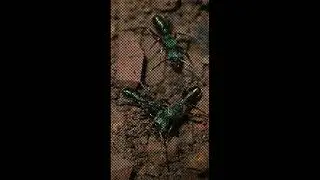 The green headed ant( lat  Rhytidoponera metallica)#ant