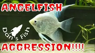 Angelfish Aggression