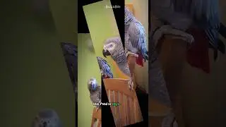 The Truth About African Grey Parrots – Unbelievable Talking Skills 