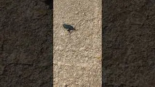 Beetle walks to crevice
