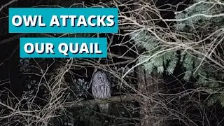We Catch an Owl Attacking our Quail