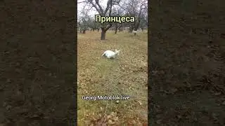 НЕ ХОТИТ ГУЛЯТЬ🐐🤣 