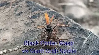 Black Potter Wasp vs Giant Crab Spider