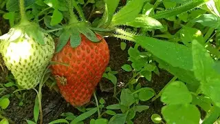 Наша жизнь 🌷 Сад и огород, жизнь прекрасна 🌸
