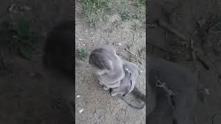 Тишка на прогулке.