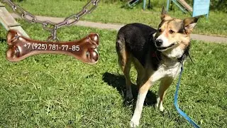 Полкан