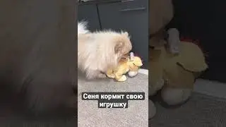 Шпиц Сеня кормит свою мягкую игрушку 