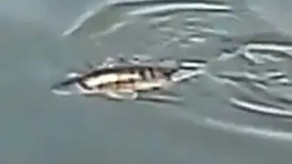 Судачок на мотыля  Рыбалка на поплавок под мостом Дружба