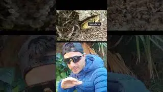 Cómo saber si una SERPIENTE es venenosa.