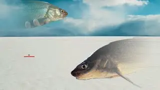 Lake Simcoe 2021 Whitefish - *NEW* Goby Baits??