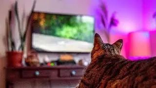 Cat TV - Vídeo para seu Gatinho