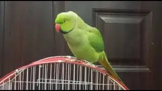 talking parrot | miyan mithu |  ringneck 🦜| #green #bird #parrot #viral #100