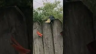 Животные Которые Попали В Неловкие Ситуации 