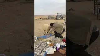 Koyun lahmacunumu kaçirip yedi