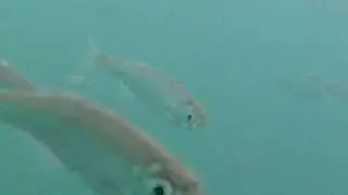 Подо льдом