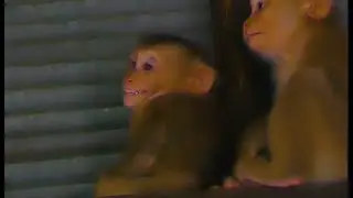L0vely Acti0n Of LEO S-creeching L0udly To Ins!st Milk Feeding Even He Just G0t S0me Fruit With Mom