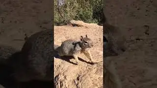 Squirrel in Grand Canyon Белка в Гранд Каньоне