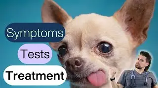 Dog Collapsing Trachea Made Simple