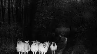 [FREE] BONES + NIGHT LOVELL type beat - CEREMONY