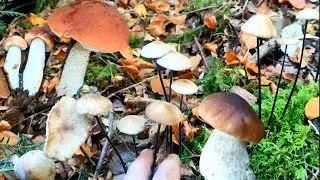 ЭТИ ГРИБЫ СЪЕДОБНЫЕ / Как выглядит гриб Чесночник