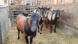 Статья с советами по выращиванию козлят