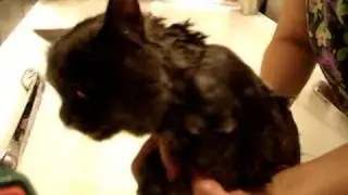 водный Олич