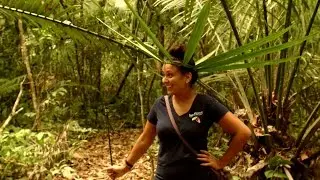 The Amazon Jungle from Peru